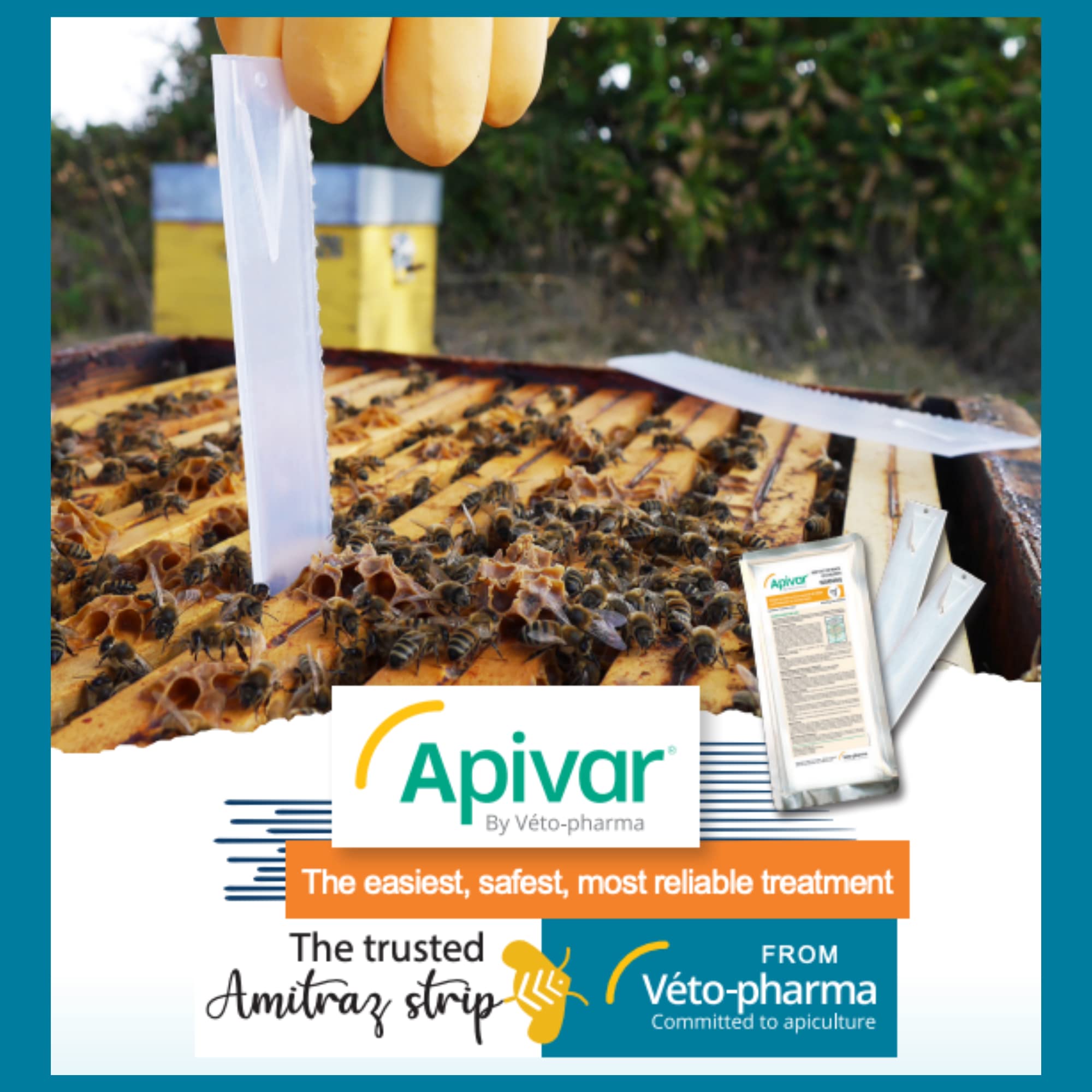 Apivar Strips Varroa Mite Treatment for Honey Bees with Easy Rip Strips - 97-99% Effective Against Mites (4 Pack)